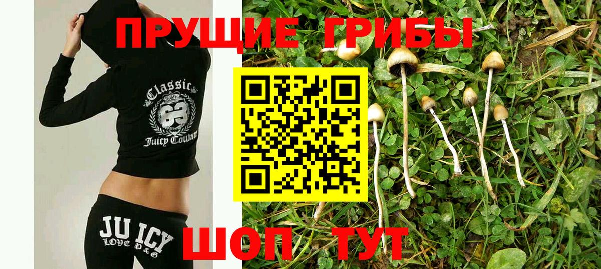 Псилоцибиновые грибы Psilocybine cubensis Артём